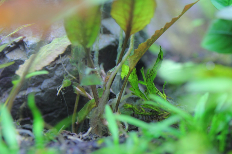 植栽から16日目　水上葉が溶け出したクリプトコリネ